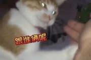 铲屎官最新爆料7月3日,铲屎官独家爆料，宠物界重大事件揭秘！